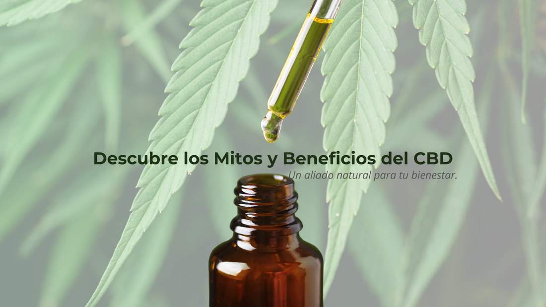 CBD: Desmintiendo Mitos y Explorando sus Beneficios Reales