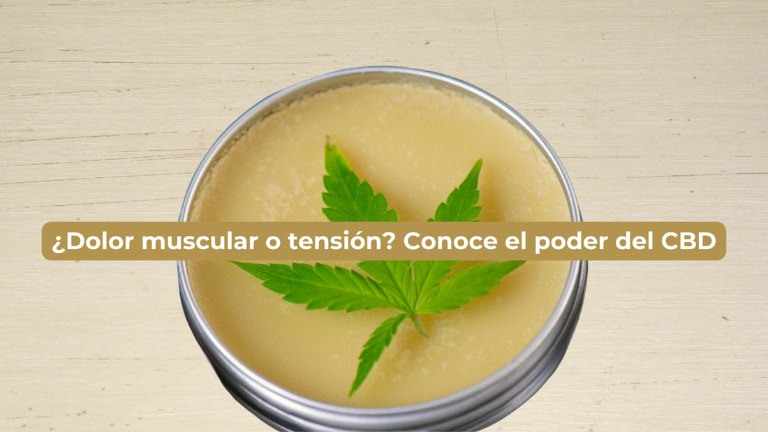 Guía de Uso del Bálsamo de CBD: Aplicaciones Reales y Beneficios Comprobados