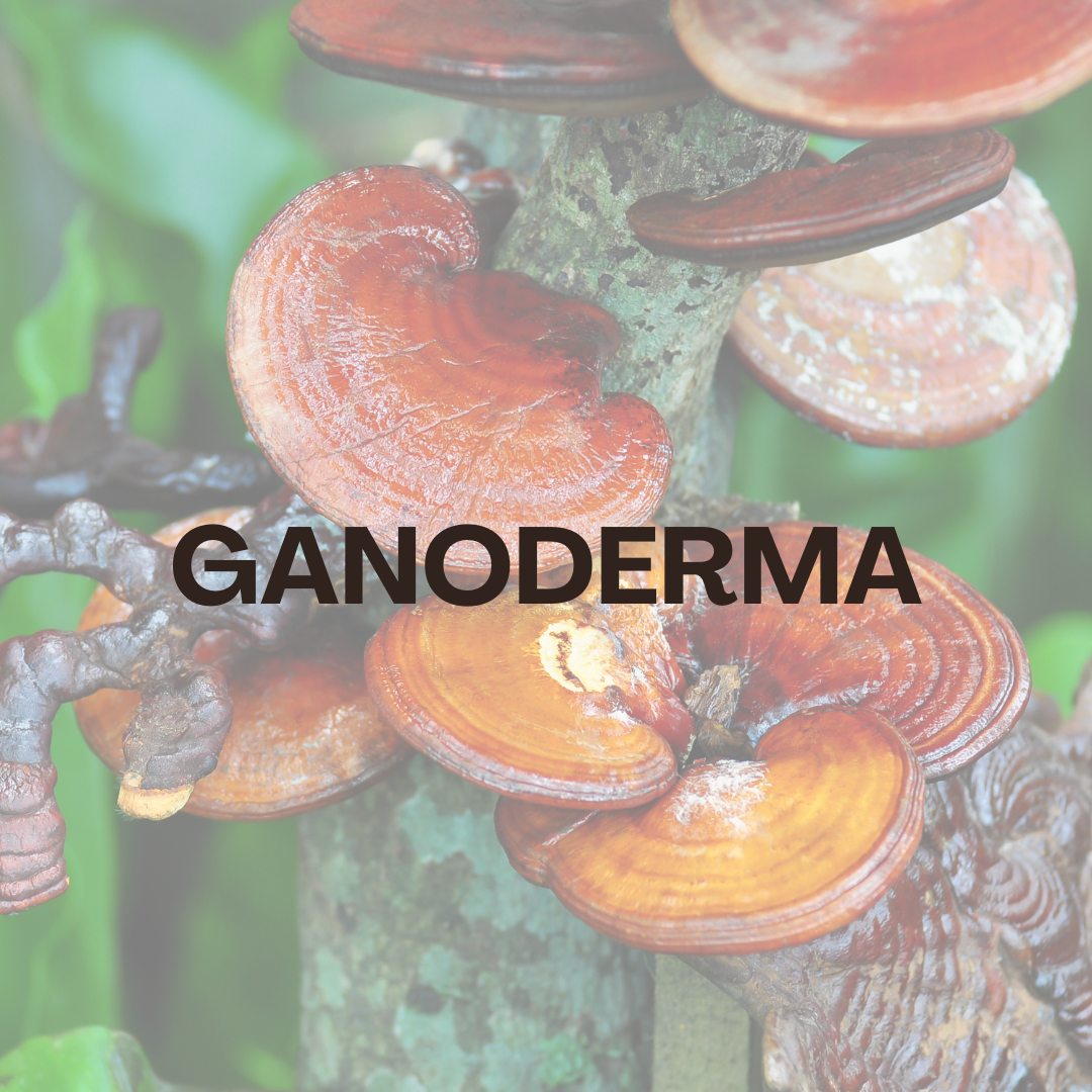 Jabón de Ganoderma